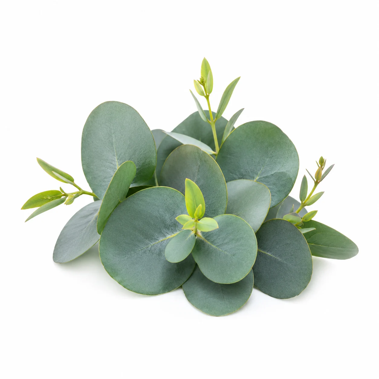 Fris met munt, eucalyptus, groene kruiden