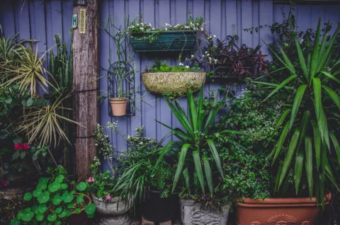 Groene moestuin met gezonde planten en ruimte voor biodiversiteit