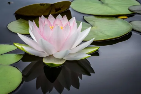 Persoon tijdens een korte mindfulnessoefening met een subtiele geur in de ruimte