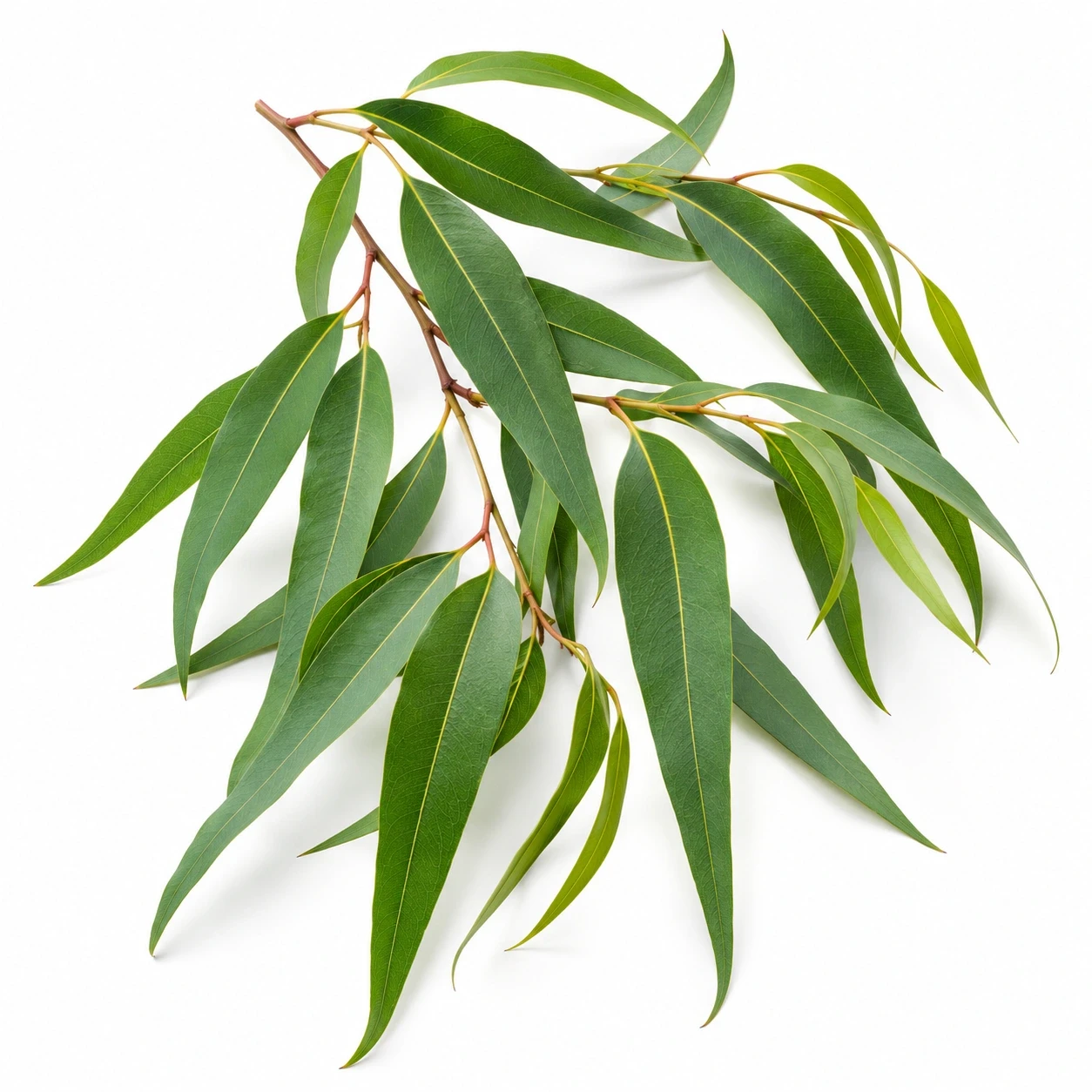 Eucalyptus Citriodora | Olie