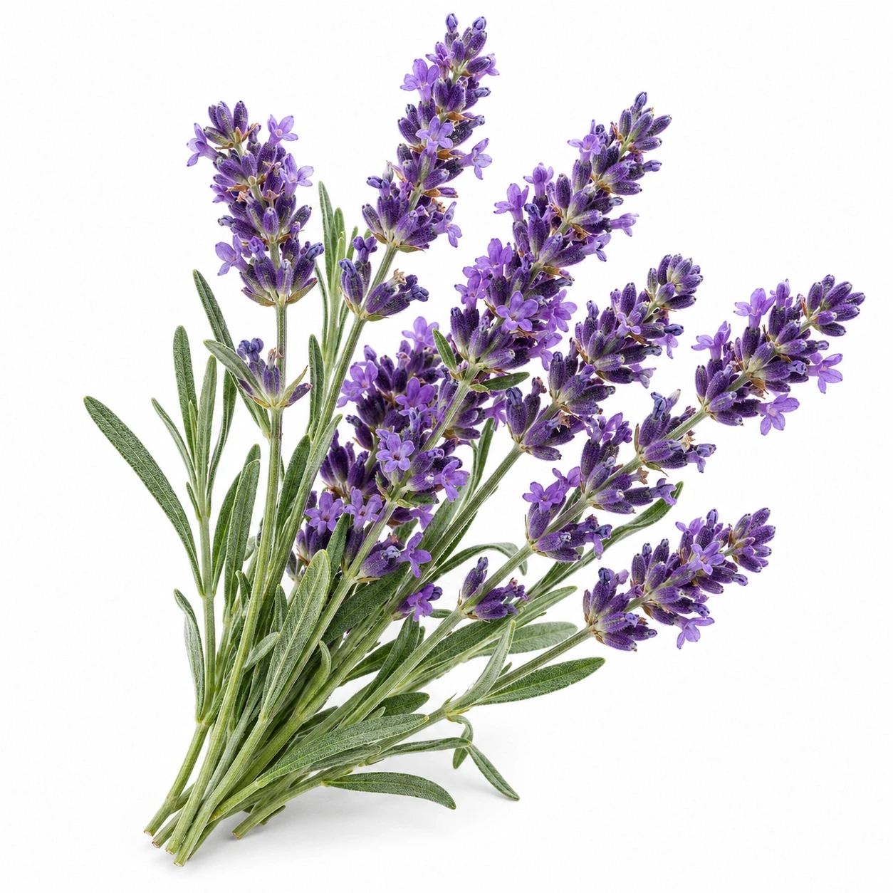 Lavendel Bulgarije | Olie