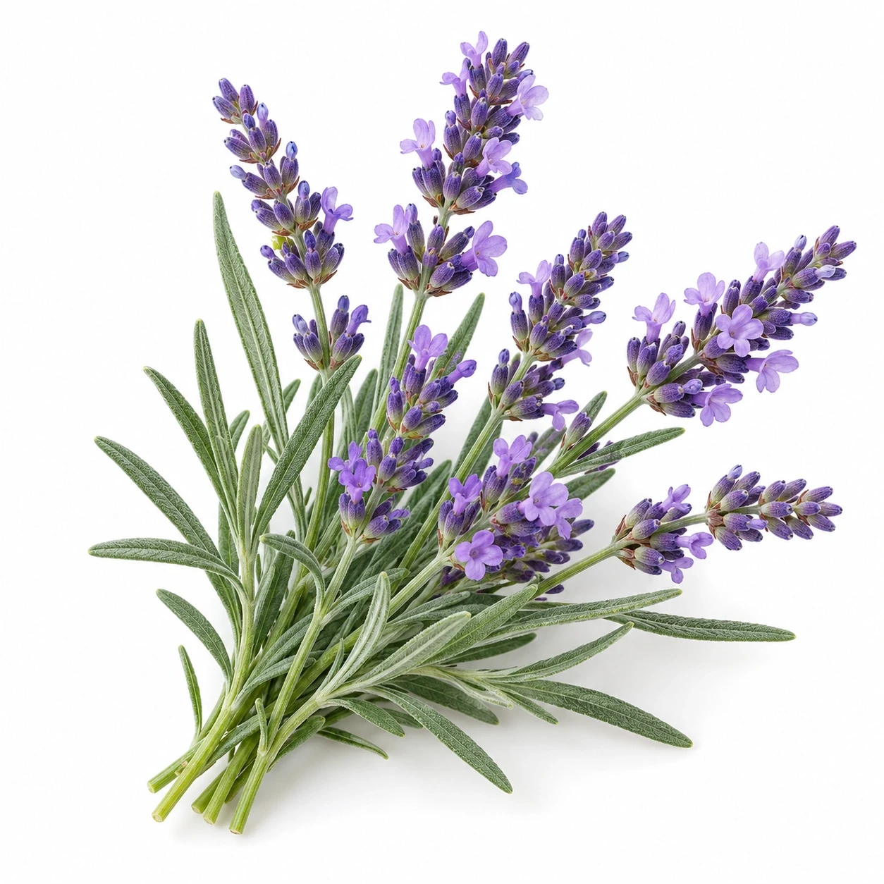 Lavendel Fine AOP | Etherische Olie