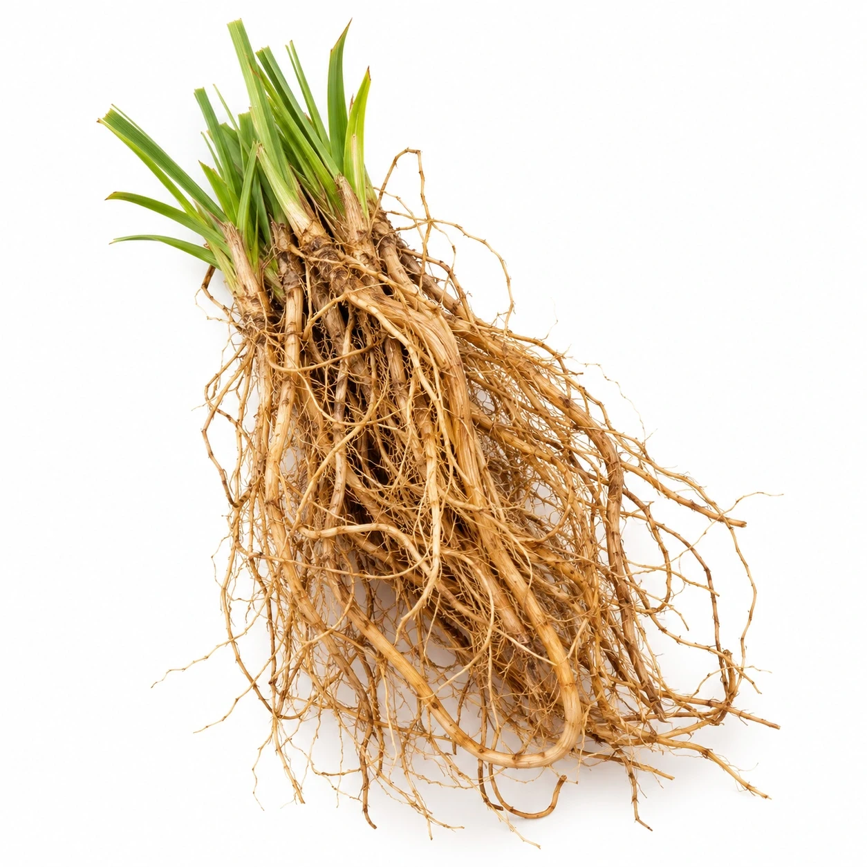 Vetiver op een witte achtergrond