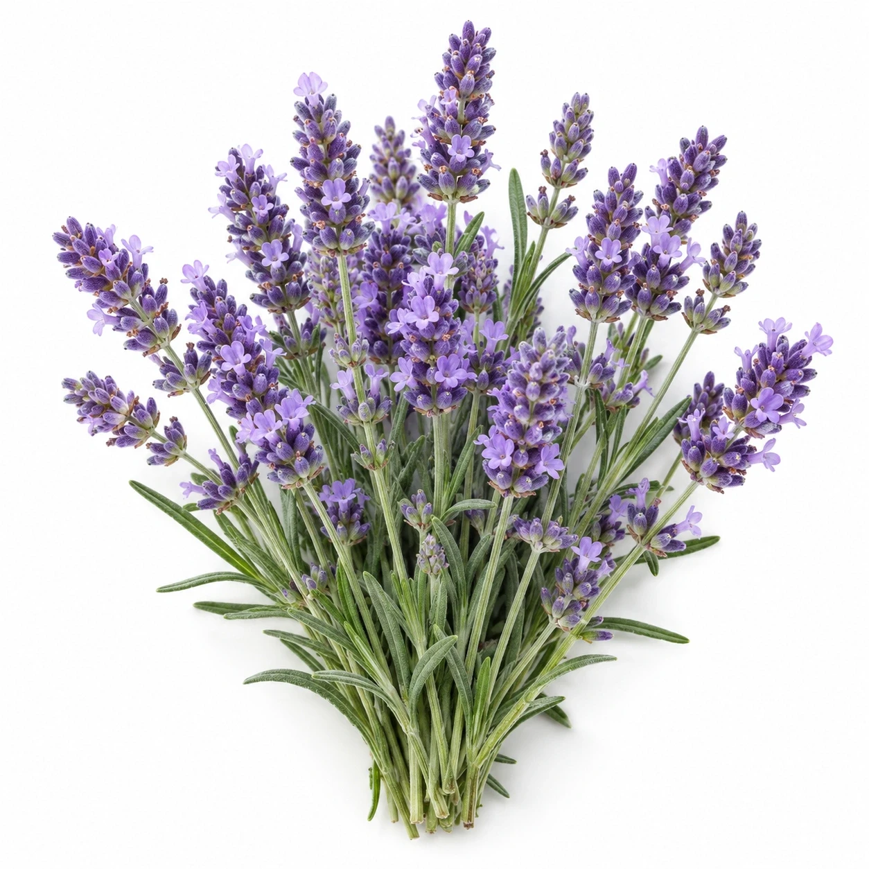 Lavendel Mont Blanc op een witte achtergrond