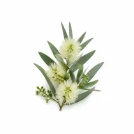 Niaouli etherische olie van Natuurzuiver