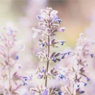Lavendel-bulgarije-De-Groene-Linde