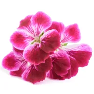 Bloeiende roosgeranium