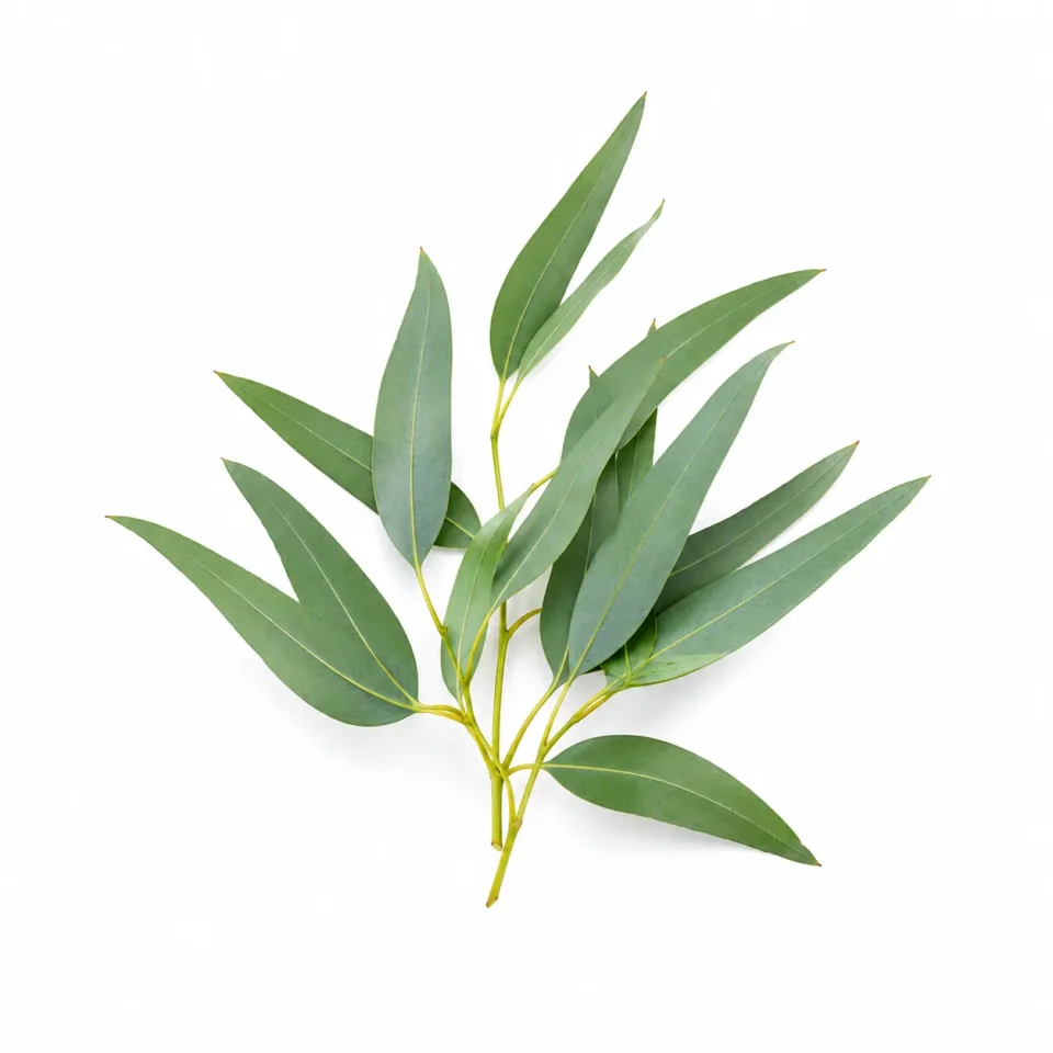 Eucalyptus Radiata etherische olie van Natuurzuiver