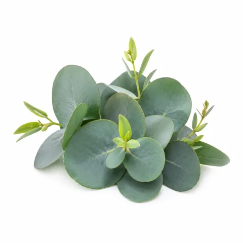 Eucalyptus | Olie