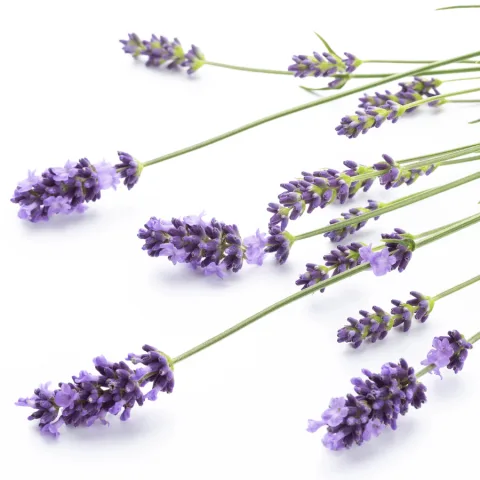 Lavendel Fine AOP | Etherische Olie