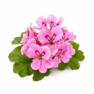 Geranium etherische olie van Natuurzuiver