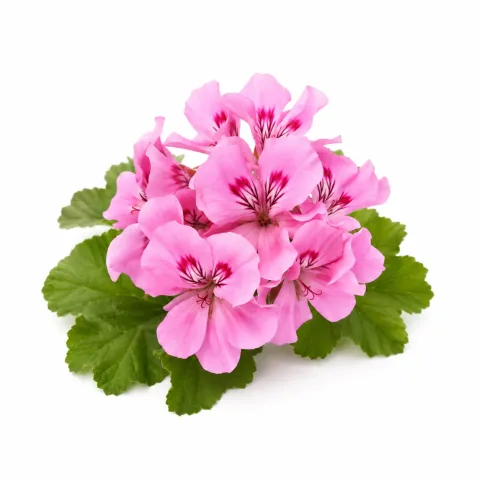 Geranium | Olie