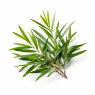 Tea Tree etherische olie van Natuurzuiver
