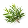 Tea Tree | Olie