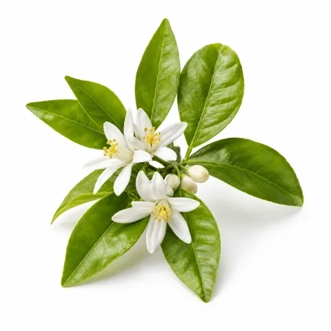 Neroli | Olie