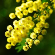 Mimosa 10% - enkelvoudige etherische olie