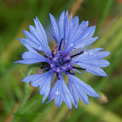 Kamillie-blauw-enkelvoudige-olie