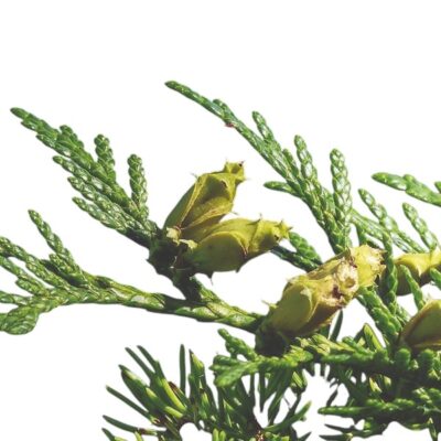 De Groene Linde | Cederhout | Olie