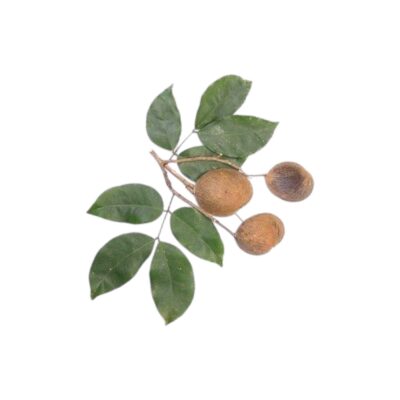 De Groene Linde | Copaïba | Olie