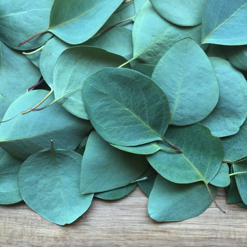Eucalyptus | Olie