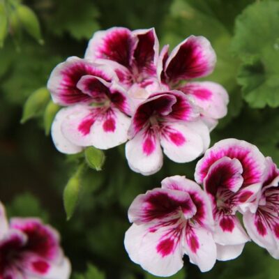 De Groene Linde | Geranium | Olie