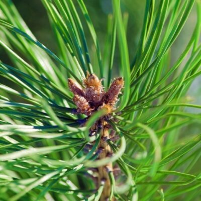 De Groene Linde | Grove Den | Olie