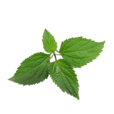 De Groene Linde | Patchouli | Olie
