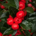 Tension Buster | Hoofdpijn roller