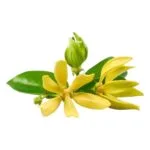 Ylang Ylang | Olie