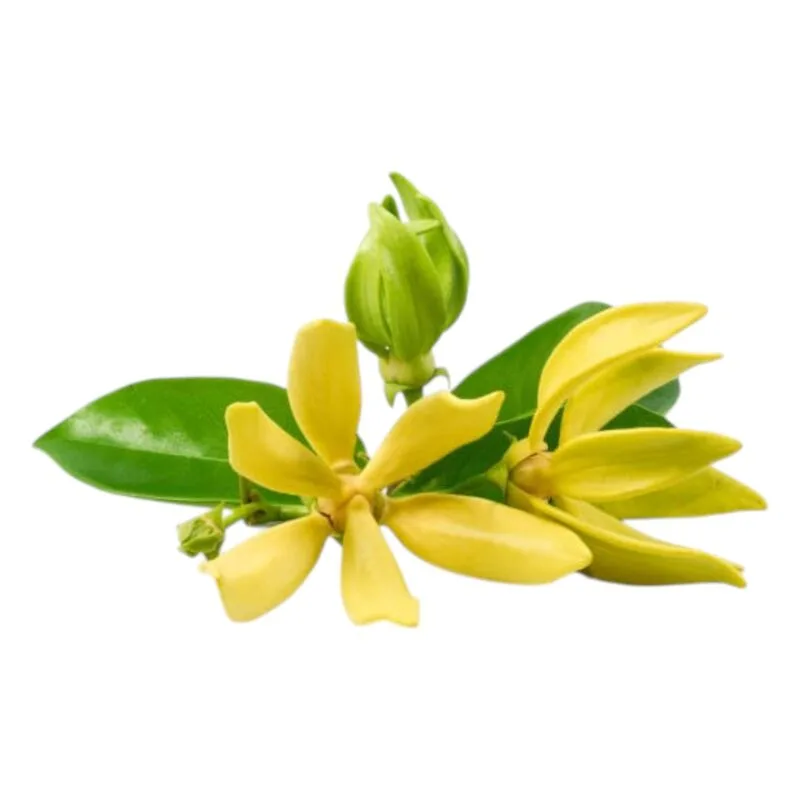 Ylang Ylang | Olie