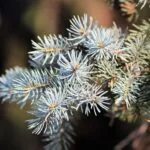 Tension Buster | Hoofdpijn roller