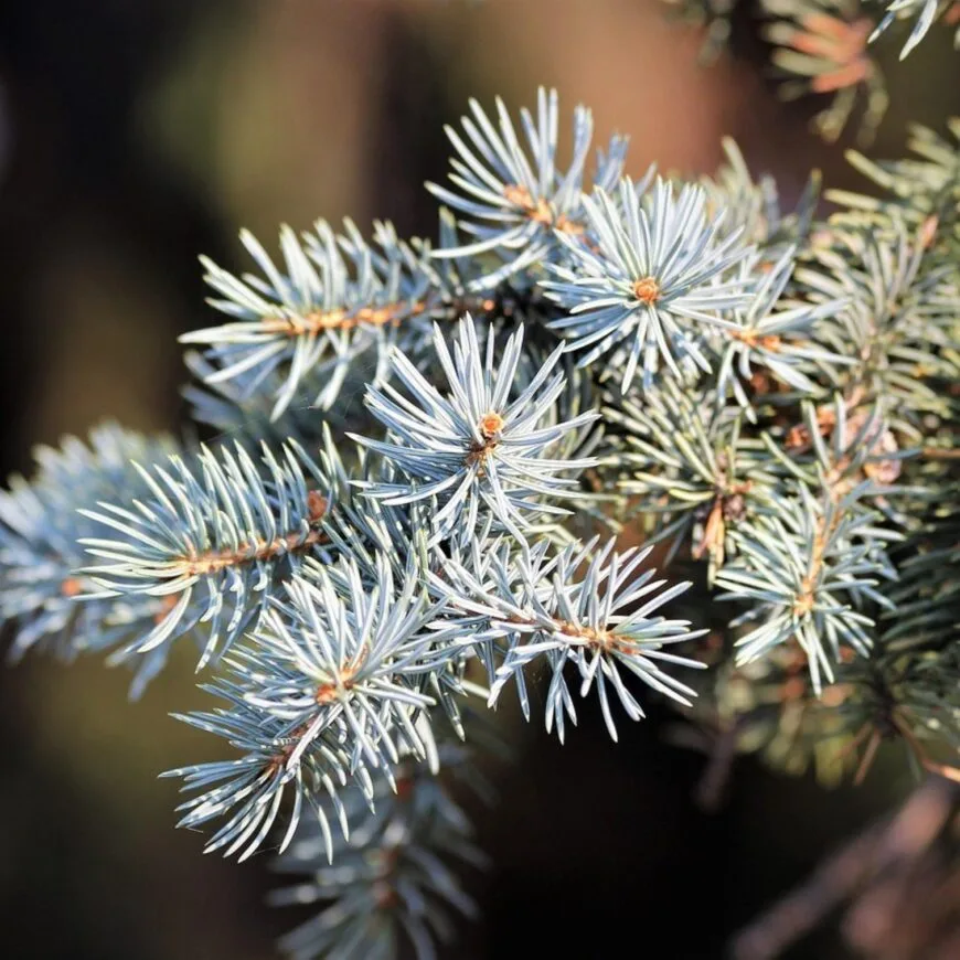Tension Buster | Hoofdpijn roller