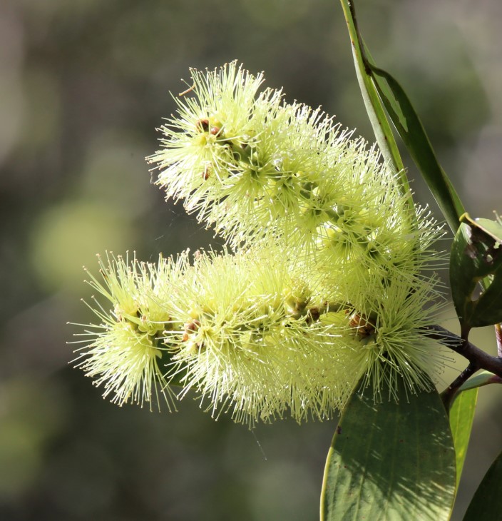 Niaouli | Olie Niaouli | Olie