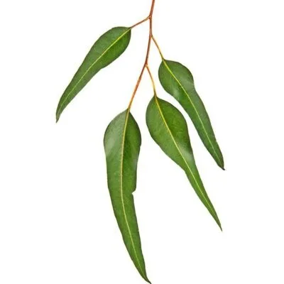 Eucalyptus Radiata | Olie
