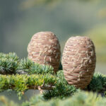 Allergy Control | Neus inhaler