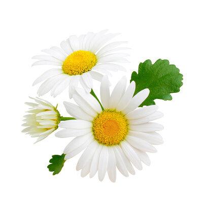 Kamille Rooms | Olie