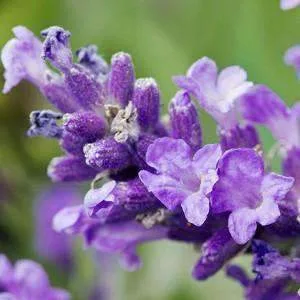 Lavendel olie