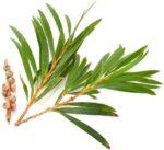 Tea Tree | Olie