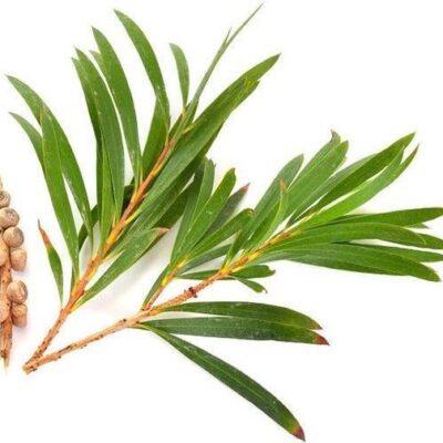 Tea Tree | Olie