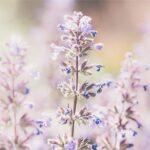 Lavendel Bulgarije | Olie