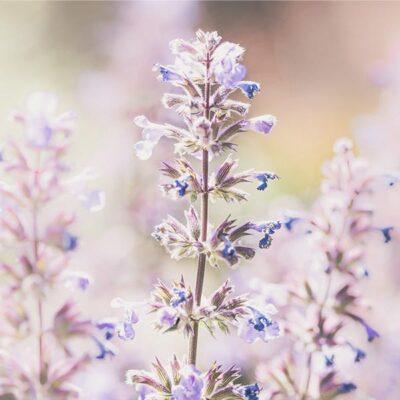 Lavendel-bulgarije-De-Groene-Linde