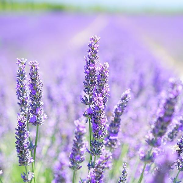 Lavendel Mont Blanc | Olie Lavendel Mont Blanc | Olie