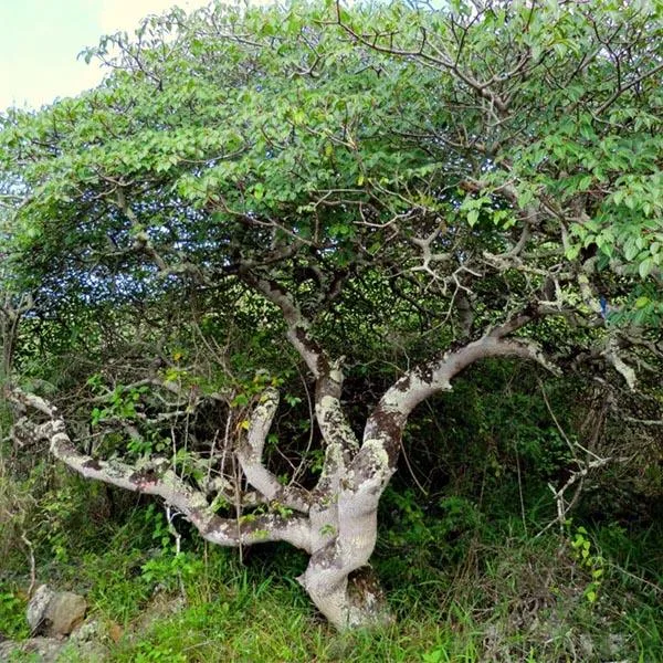 Emotioneel | Auraspray