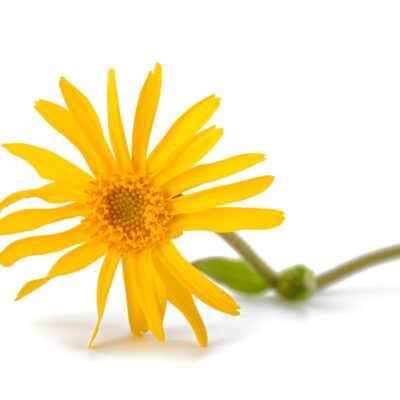 Arnica bloem
