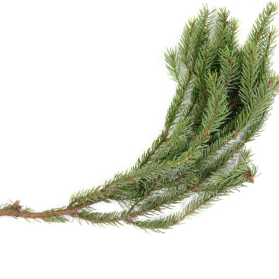Zwarte spar etherische olie Picea Mariana