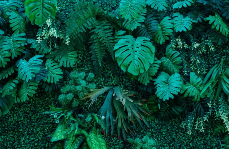 Budget oplossingen met etherische olie