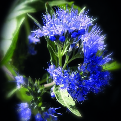 Hysop etherische olie Hyssopus officinalis