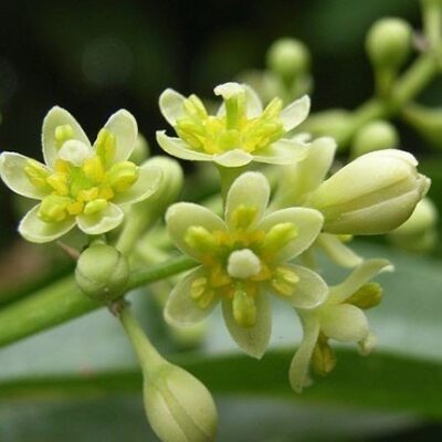 Kamfer etherische olie Cinnamomum Camphora