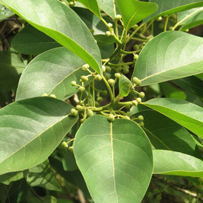 Litsea etherische olie Litsea Cubeba