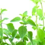 Tension Buster | Hoofdpijn roller